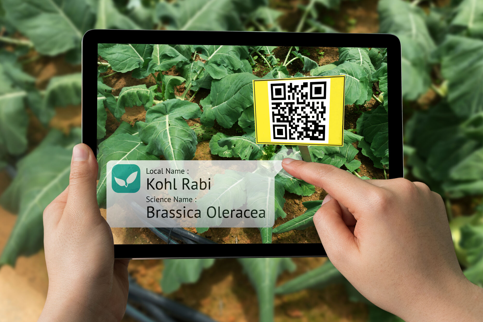 Smart agriculture, farm , industry 4.0 , Augmented reality concept. Farmer hand using tablet for scanning kind of plant with QR code application in vegetables farm.